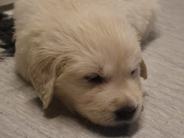 Golden retriever
