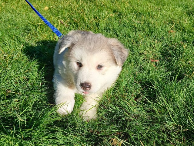 Husky valper