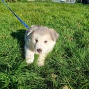 Siberian husky