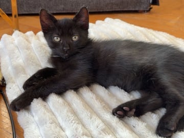 Ragdoll · Hässleholm · Kattunge till salu