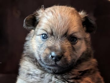 Tysk Spids – Mittelspitz · Luleå · Dålakungens kennel