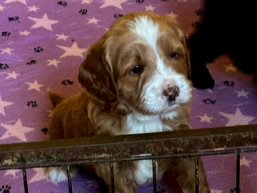 Truffelnose