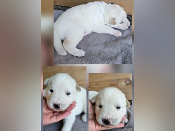 Siberian Husky/Alaska Husky · Kolbu · Bjerkehagen Husky