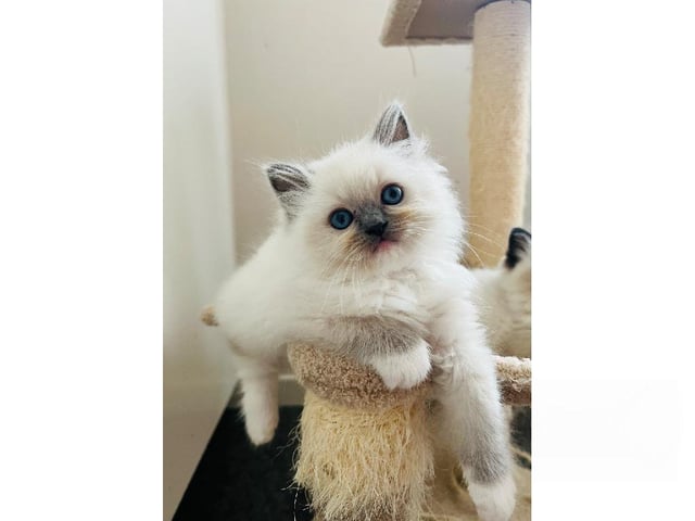 Ragdoll