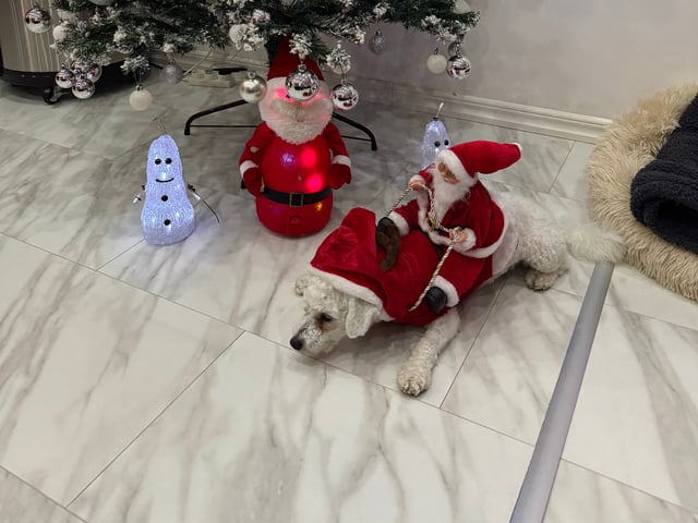 Bichon frisé