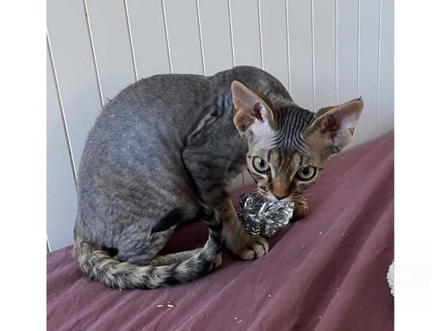 Devon Rex