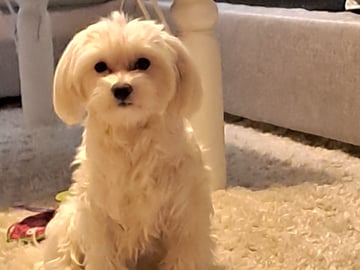 Maltipoo