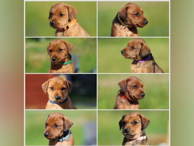 Pinscher