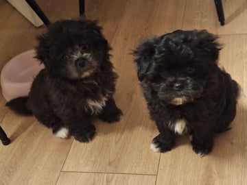 Blandras yorkipoo/Japanese chin · Långshyttan · Kerstin J.