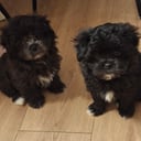 Blandras yorkipoo/Japanese chin