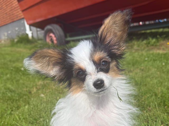 Papillon