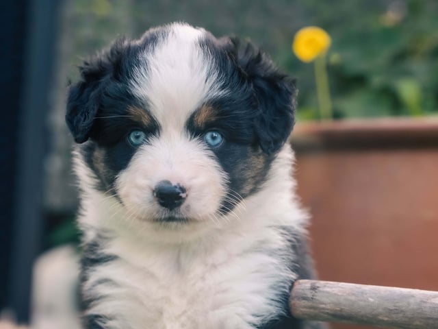 Miniature American Shepherd