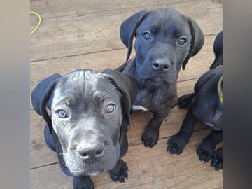 Cane corso · Dala-järna · Monika