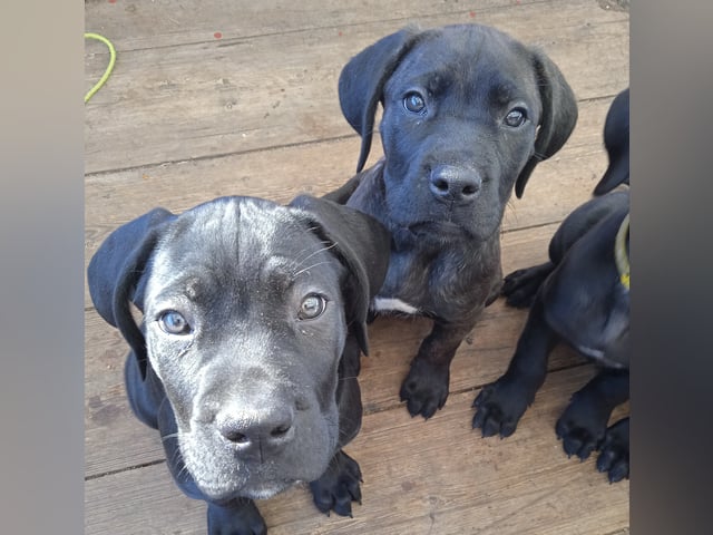 Cane corso · Dala-järna · Monika