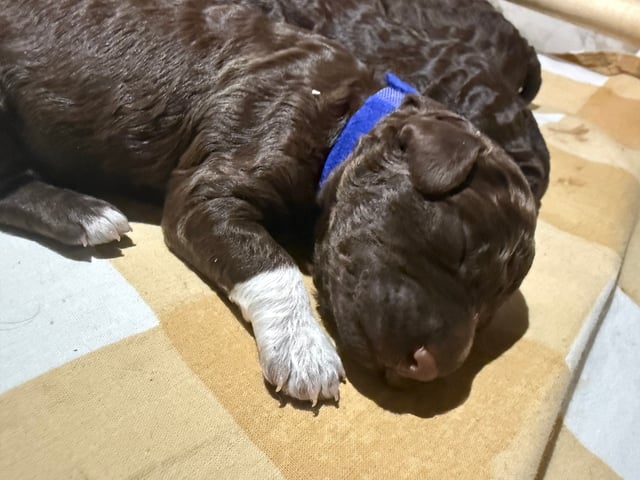Lagotto romagnolo
