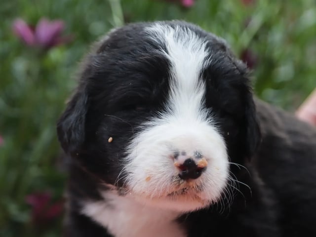 Berner sennenhund · Ramnes · Milkcreek