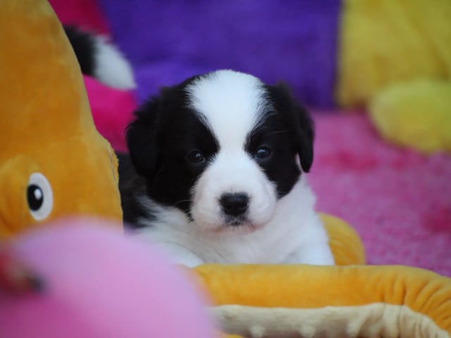 Welsh corgi cardigan