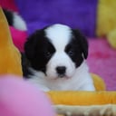 Welsh corgi cardigan