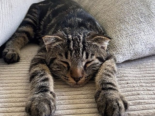 7mnd gammel kattunge vurderes omplassert