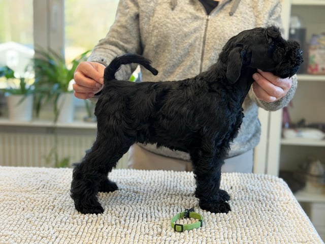 Kerry blue terrier