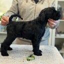 Kerry Blue Terrier