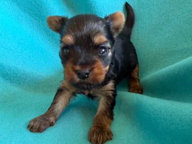 Yorkshire terrier