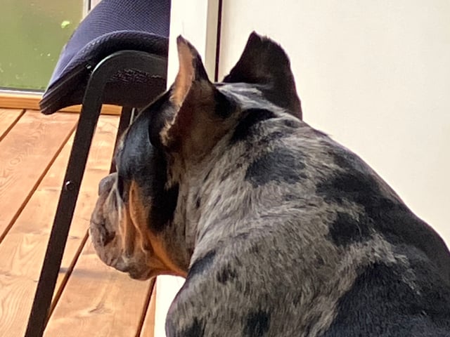 American Bully · Perstorp · Angela V.