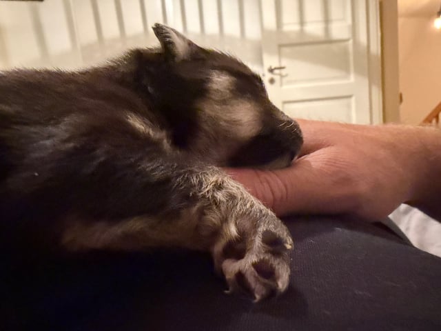 Finsk lapphund