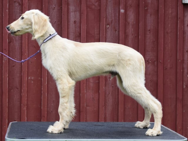 Saluki