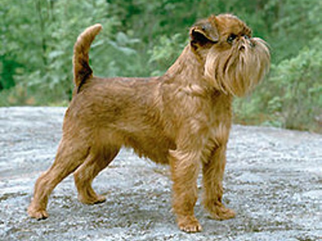 Griffon bruxellois