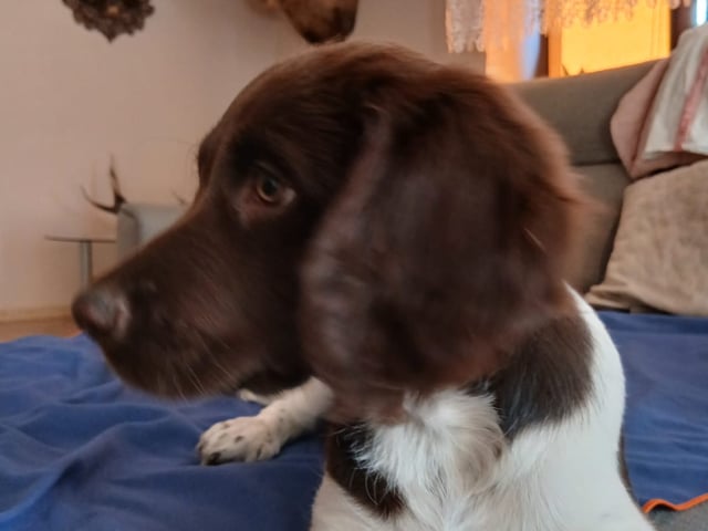 Puppy: Tik 1