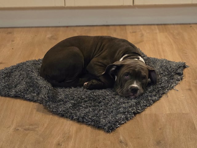American bully