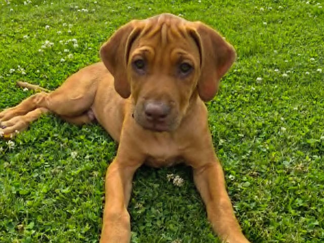 Rhodesian ridgeback