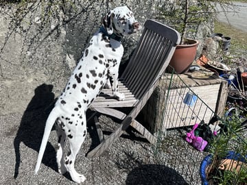 Kennel Shospot