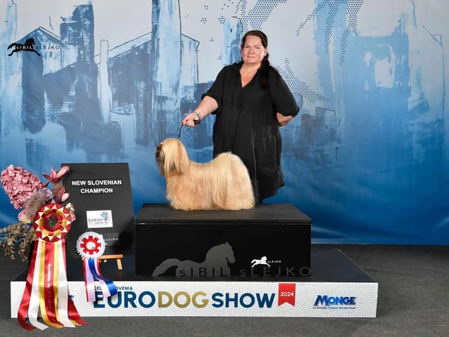 Lhasa apso