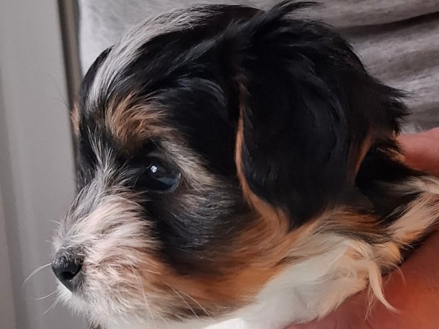 Biewer terrier