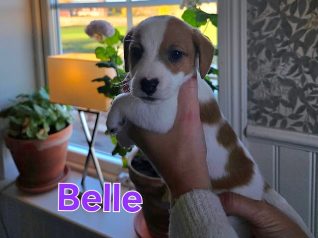 Jack Russell terrier