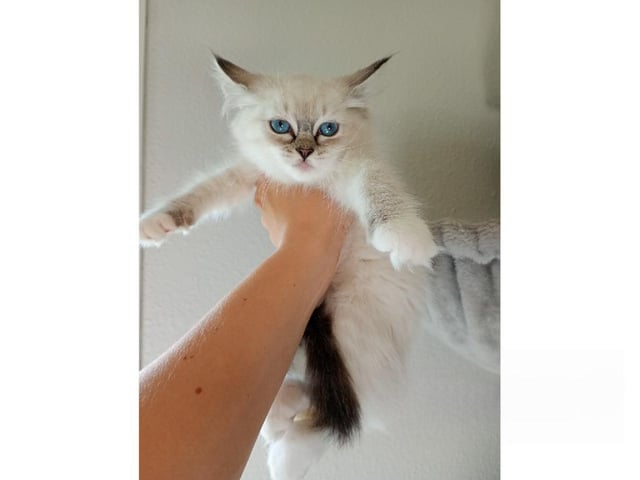 kitten: Dolly