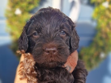 Labradoodle · Mockfjärd · Dalkullas labradoodle