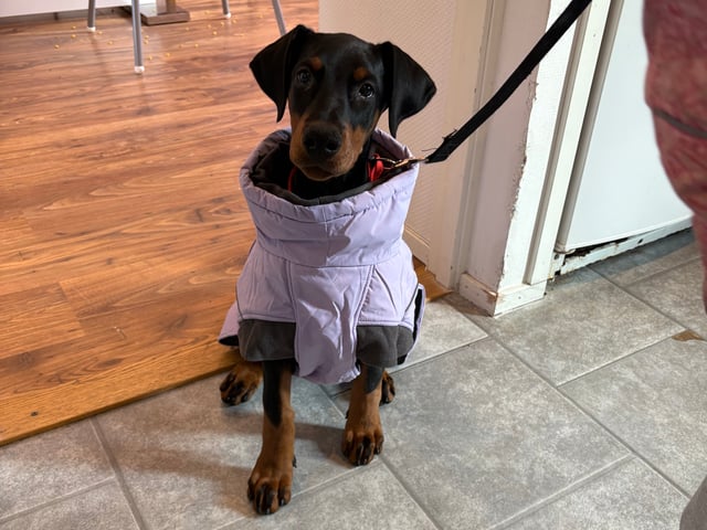 Dobermann