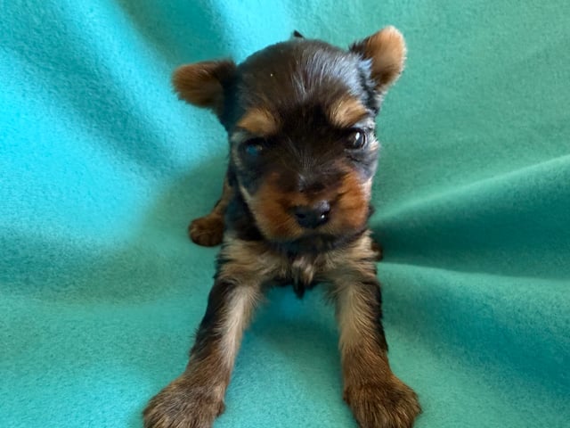 Yorkshire terrier