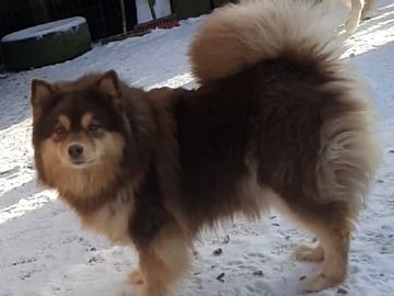 Tia