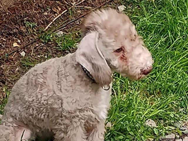 Bedlington Terrier