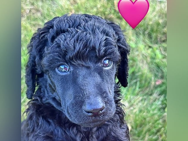 Standard Poodle · Svinndal · Ewa Szczepanska