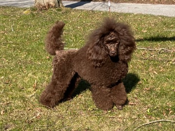 Sol