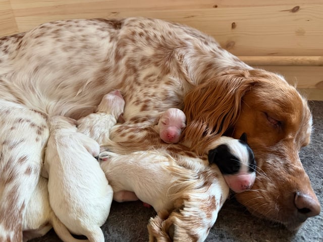 Engelsk setter