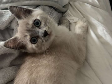 Ragdoll · Hässleholm · Kattunge till salu
