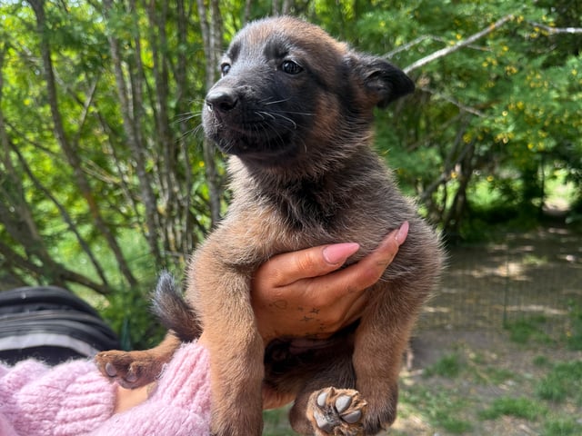Belgisk hyrdehund – malinois