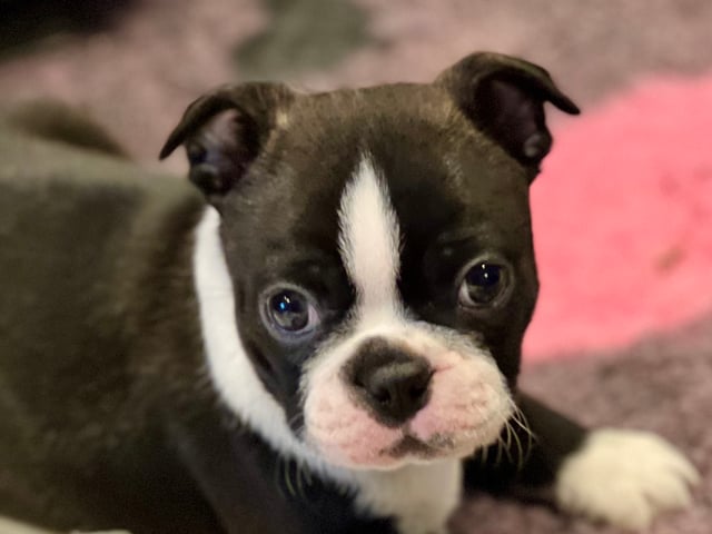 Boston terrier
