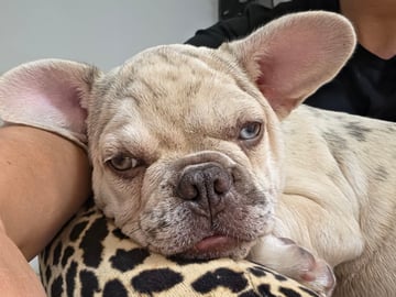 Fransk bulldog · Lilla Edet · Suzana K.